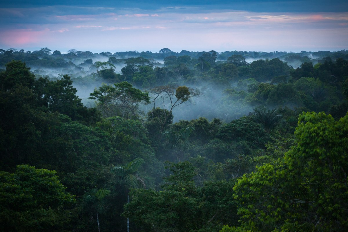 brazilian_amazon_rainforest-wikipedia