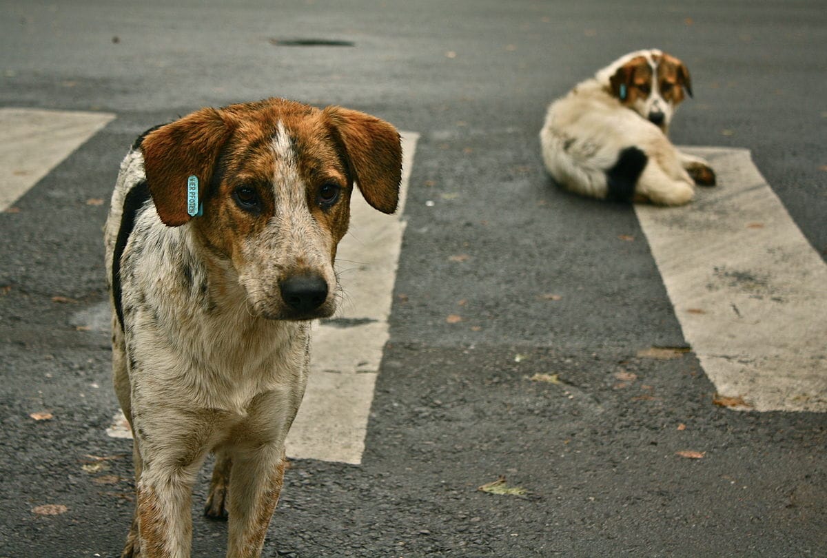 stray-dogs-wikipedia