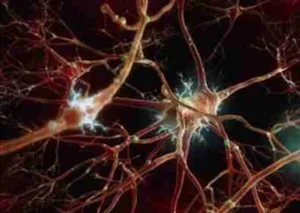 brain-neurons-xinhua