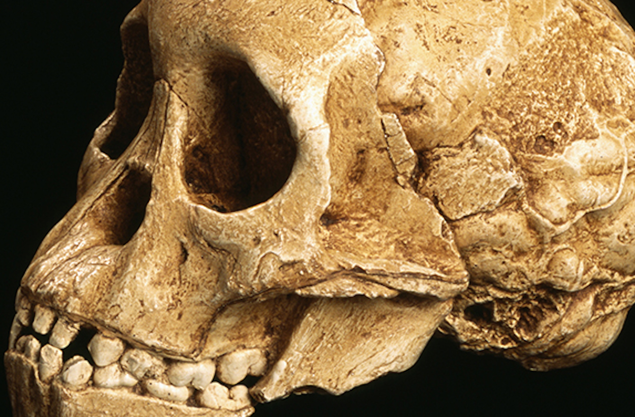 fossil-skull