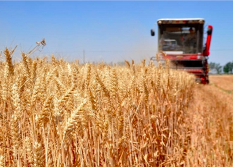 grain-harvest