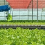 MSME BUSINESS NEWS | Women farmers tap GAD funds for coffee, oyster livelihoods